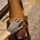 Image for article titled Far Cry 5 Has Some Very Good Dogs